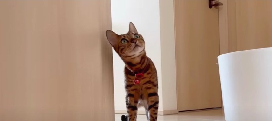 飼い主さんが体調不良に…！猫ちゃんたちの反応は？