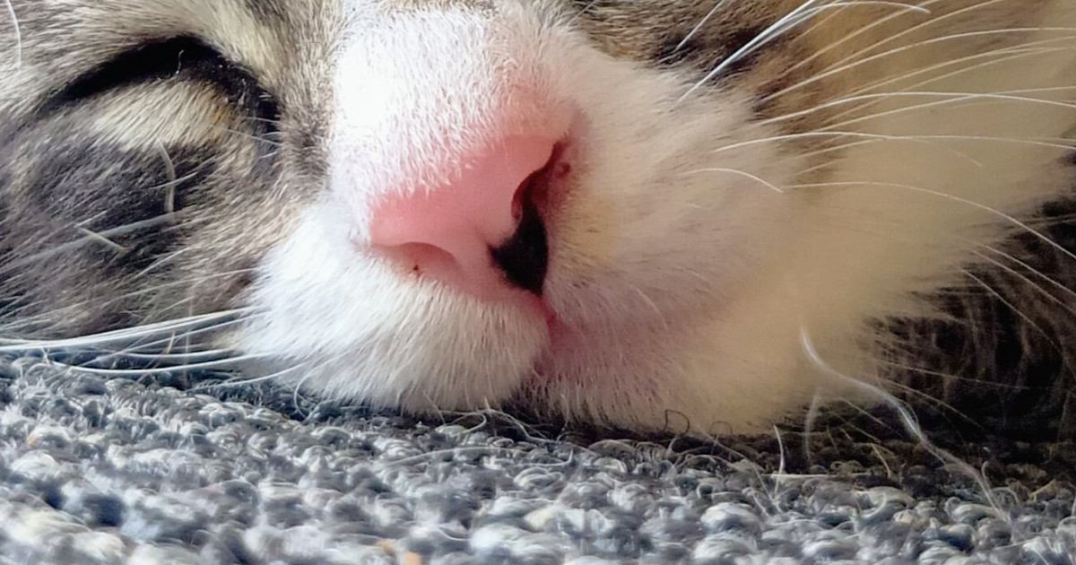 気持ちよさそうに眠る子猫→『毛』に注目すると…たまらなく可愛い光景に2万いいね「今のうちに堪能しておかないと」「めちゃめちゃ愛おしい」