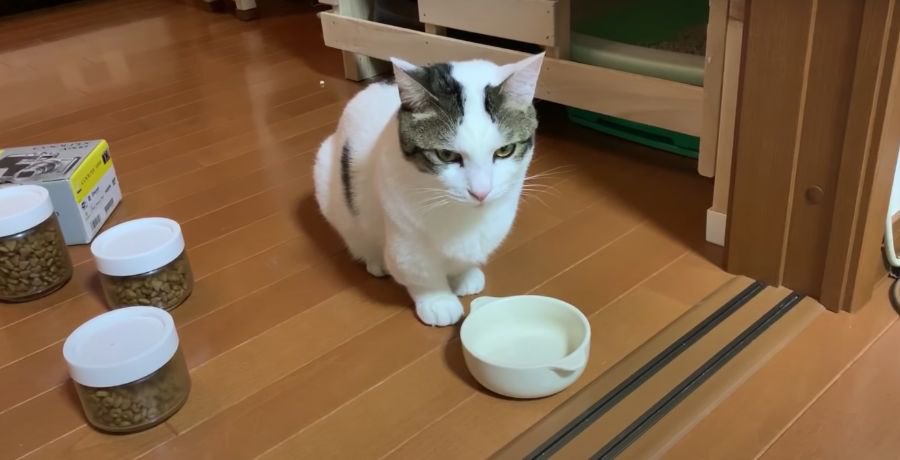 じーっ。目で何かを訴える猫ちゃん