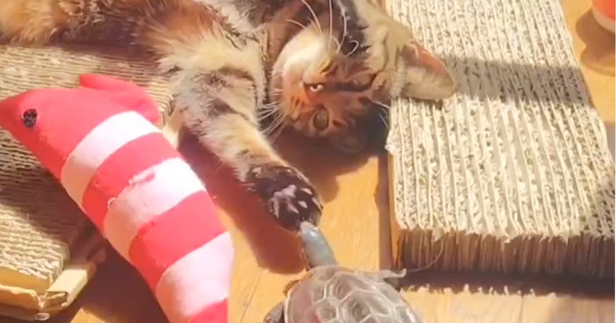 保護された『猫と亀』→いっしょに暮らし始めて３年…現在の『心温まる日常の光景』に２万いいね「ベストフレンド」「失われた野生ｗ」