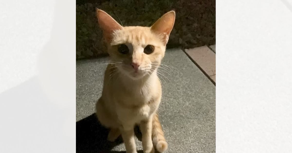 庭で七輪をしていたら、『ガリガリの野良猫』がやって来て…数日後→涙なしには見られない光景が109万再生「涙腺崩壊」「もう泣ける」