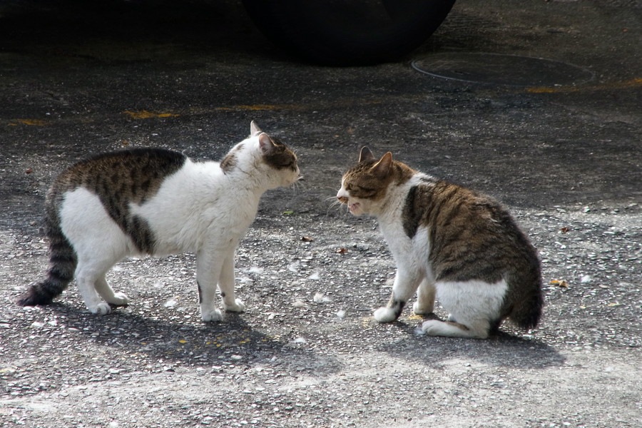 猫が威嚇している時の鳴き声や仕草、心理