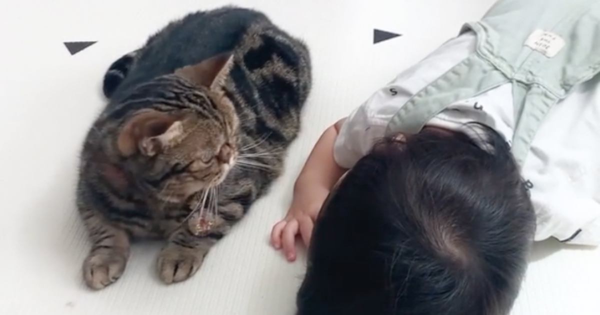 床で寝ていた猫と赤ちゃん→見守っていたら…思わずキュンとする『尊いやり取り』に「癒ししかない」「控え目なタッチがたまらん」と19万再生