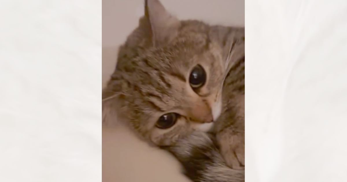 クッションの上でくつろぐ猫→おててを見てみると…反則級に可愛い『まさかのポーズ』に64万いいね「触りたくなるね」「あまりにもあざとい」