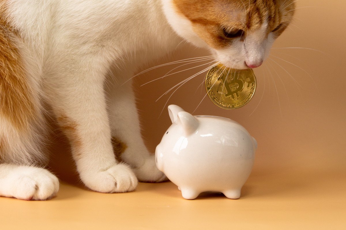 『治療にお金がかかる』猫の病気4選　安心して治療を受けるためのお金対策も