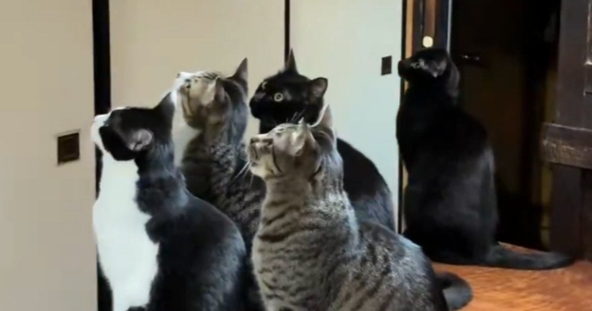 7匹の猫がいる家に『蛾が侵入』してきた結果→『大集合』して…可愛すぎる光景が301万表示「蛾は恐怖だろｗ」「完全に包囲されてるｗ」