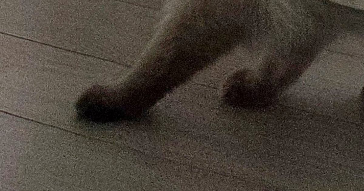カーテンの裏にいる猫→下から出ている『足』を見たら…あまりにも音符すぎる『驚きの光景』に13万いいね「好きｗ」「ジュピター音型」