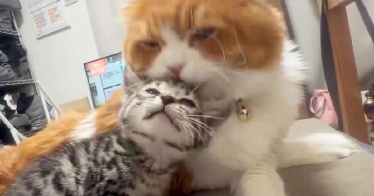 新入り子猫を毛づくろいしていた先輩猫…突然の『激しすぎる愛情表現』に「想像以上で吹いたｗ」「愛が溢れまくりｗ」と爆笑する人が続出
