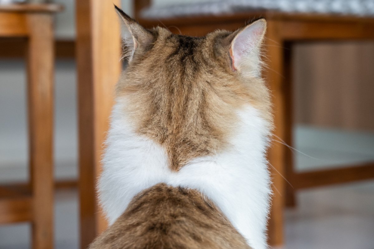 猫が飼い主を『無視している』ときの気持ち4つ　嫌われているわけではない？上手な関わり方まで