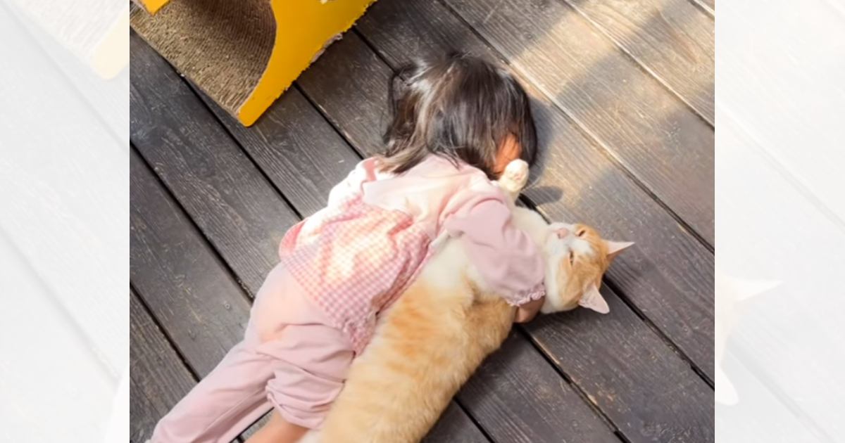 『猫が同じくらいの大きさの子供』に抱き着かれたら…ほのぼのと"優しい世界"が癒されると34万再生「同じ大きさで羨ましい」「ほっこりｗ」