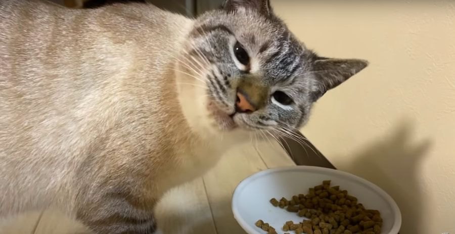 うまうま♡鯛パウダー付きのフードに猫ちゃん舌鼓♡