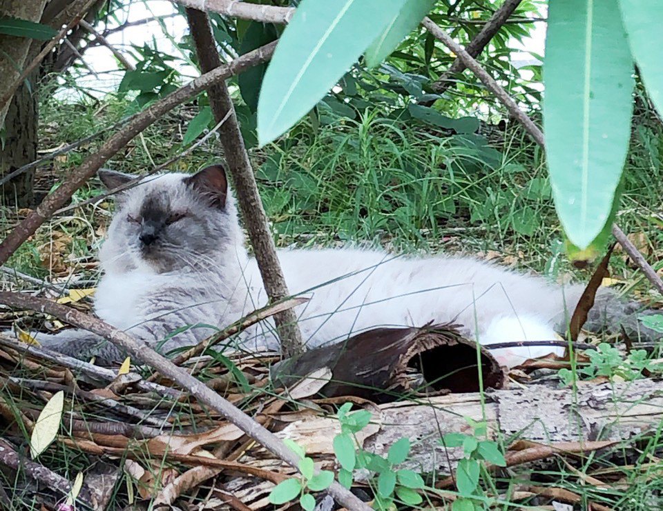 猛暑の中公園に捨てられていた盲目の猫。前向きに生きる姿に胸を打たれる