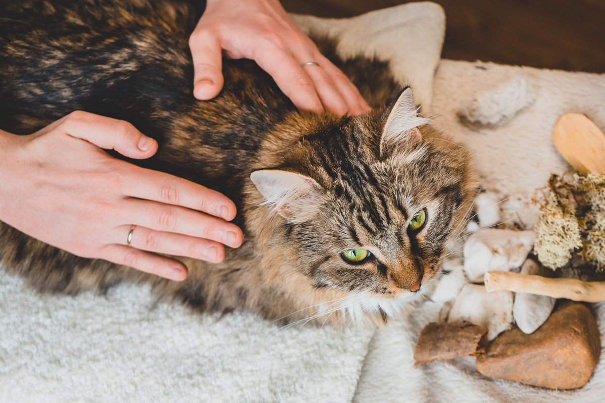 猫も『肩がこる』ことはある？気になったら試したいほぐし術4選