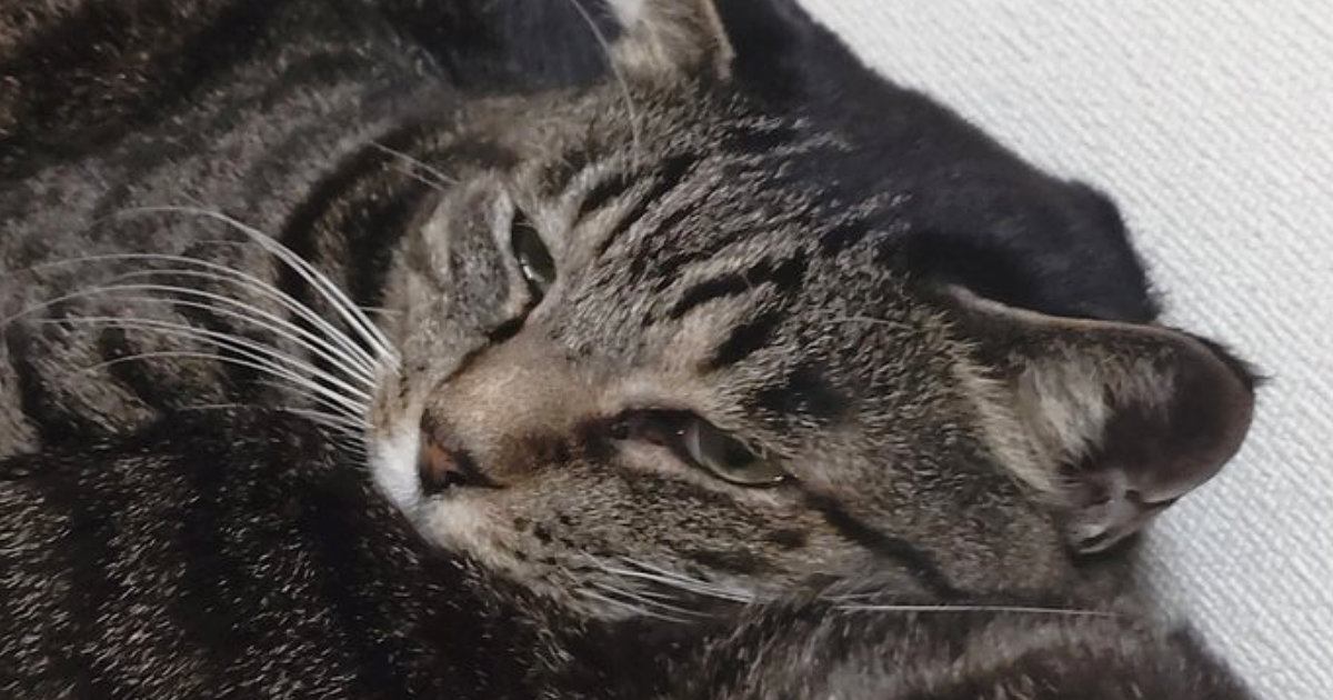 とっても仲良しな『３匹の親子猫』→くつろぎ始めると…かわいすぎる『くっつき方』に「電車ごっこしているみたいｗ」「顔にツボったｗ」と反響