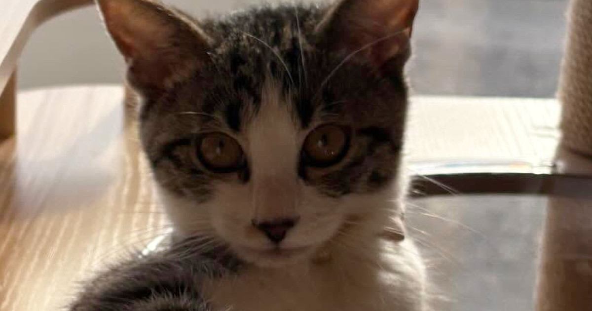 初めてのキャットタワーに『ビビっていた猫』→半月が経つと……まさかの光景に「イケニャンｗｗ」「あたちくらいになるとな～」と反響