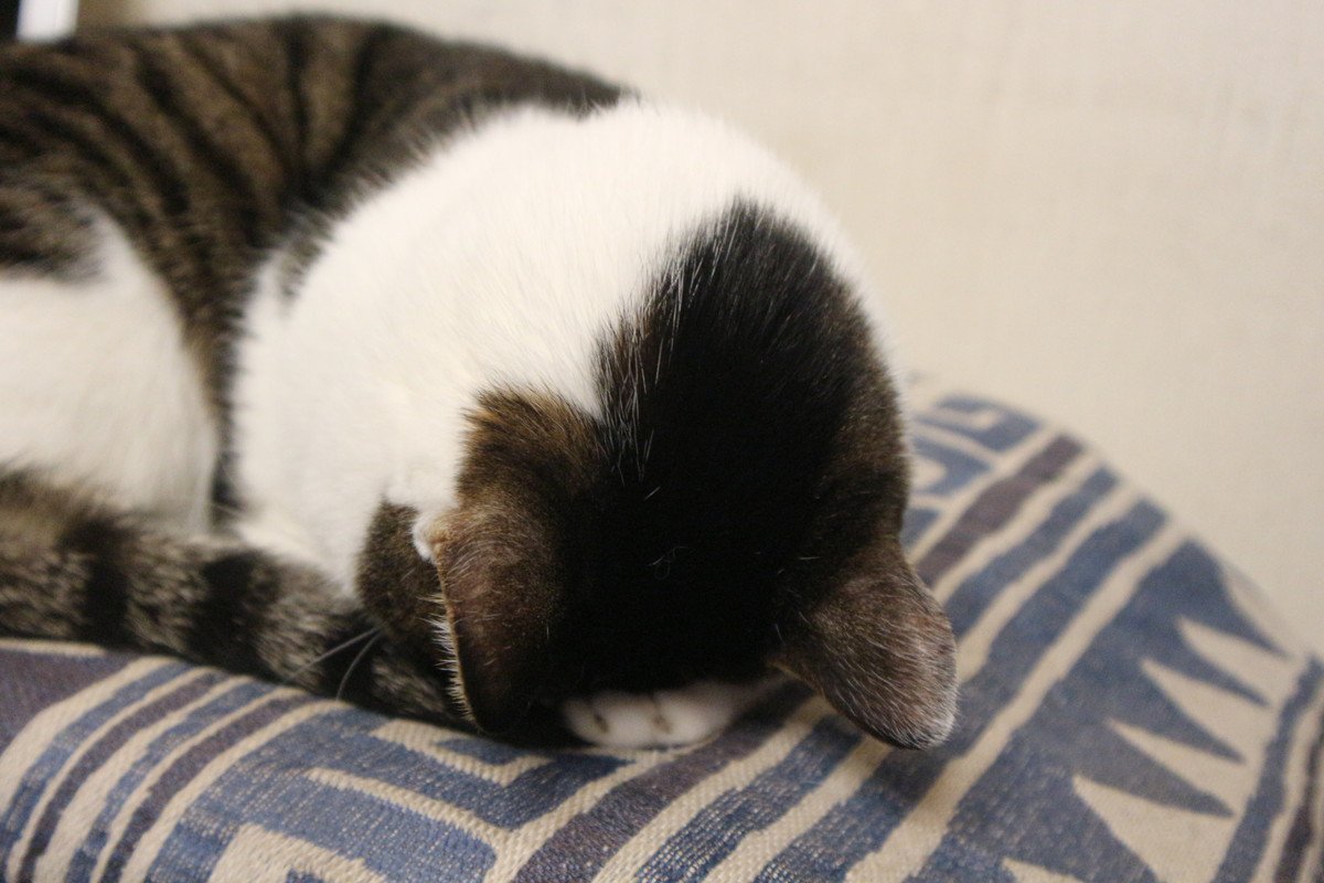猫は『丸まり方』によっても気分が違う！3つのパターン別に心理を分析
