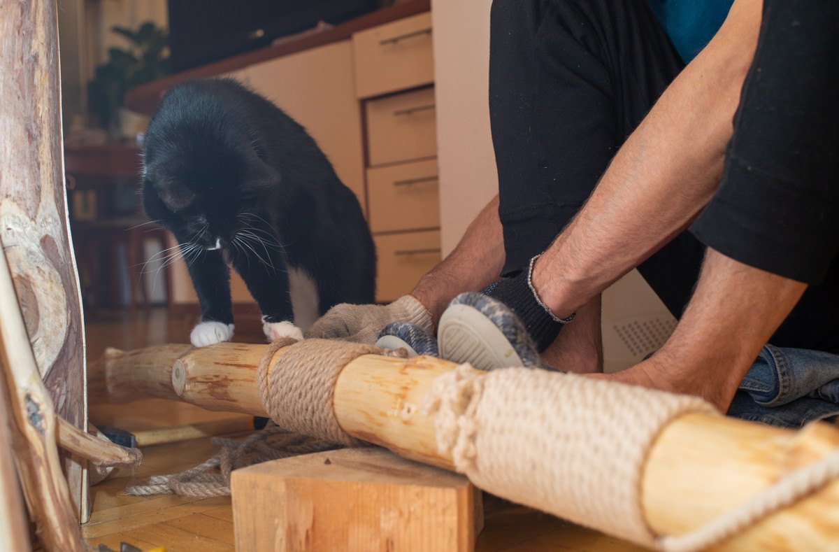 猫におすすめのDIY3選！愛猫の喜ぶ顔が見れるかも♡