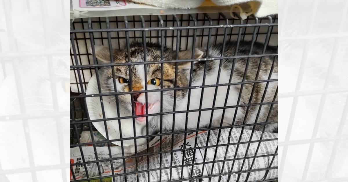 『シャー！』と一生懸命に威嚇していた保護猫が１か月後…予想を超える『ビフォーアフター』が1万いいね「顔つきが全く違う」「激変だねｗ」