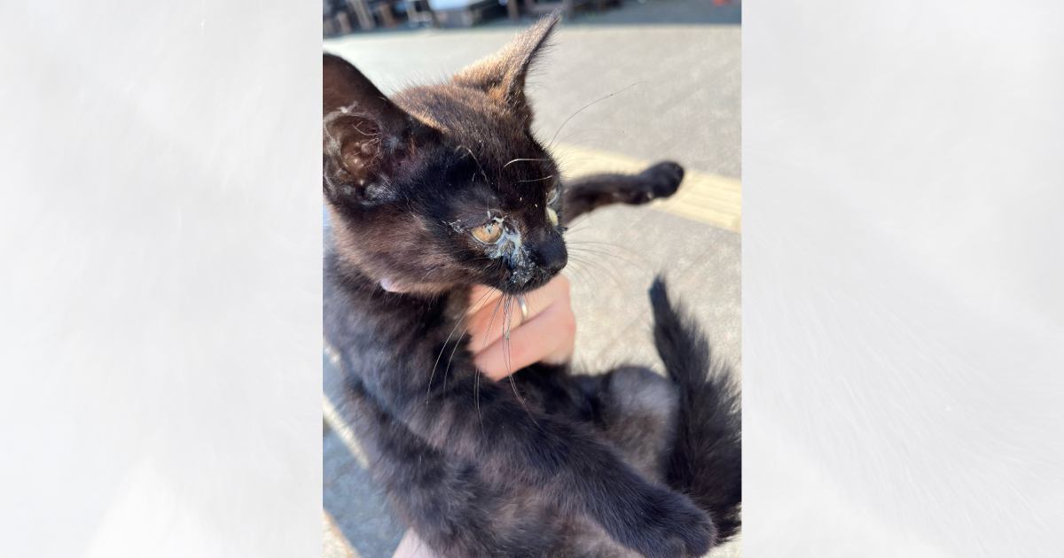 『家族ができますように』と神頼みした直後、鳥に囲まれていた黒猫と出会って…３年後→思わず涙が出る光景に「素敵」「大切にされてるね」と感動