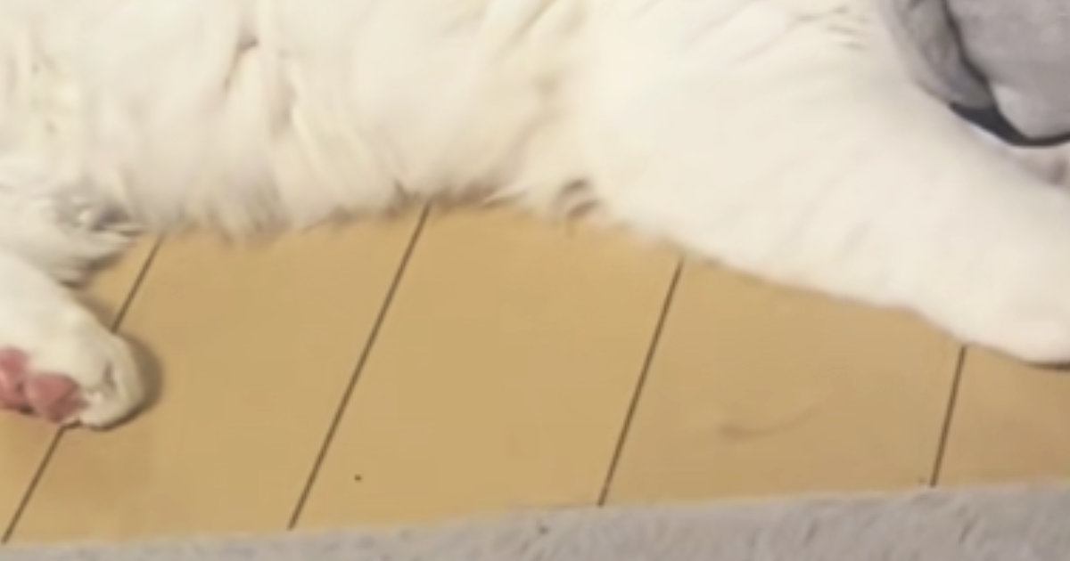 かまってアピールする猫を『少しだけ無視』してしまった結果…まさかの光景に５万いいね「しっぽが凄い反応してるｗ」「態度で示してるねｗ」