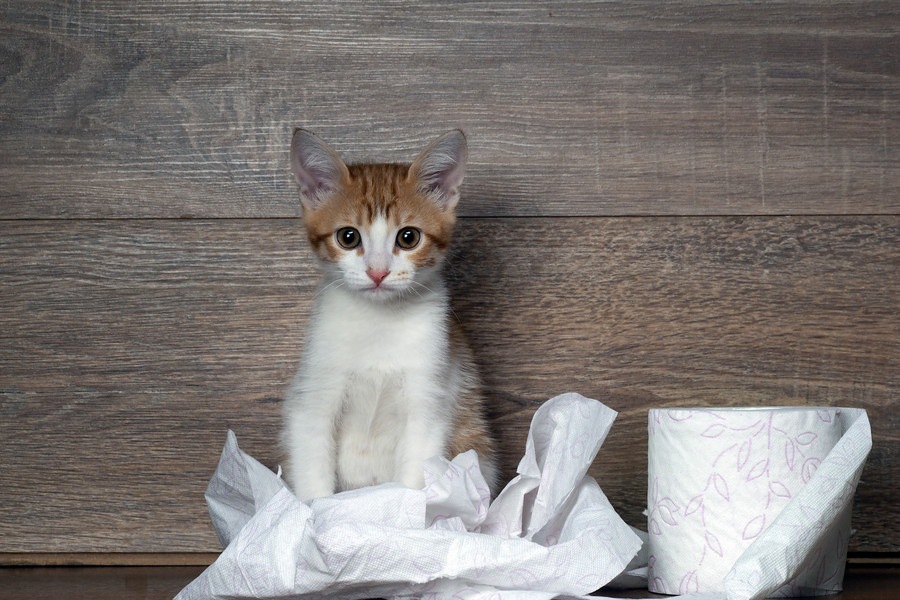 猫の血便の原因となる病気とその対処法