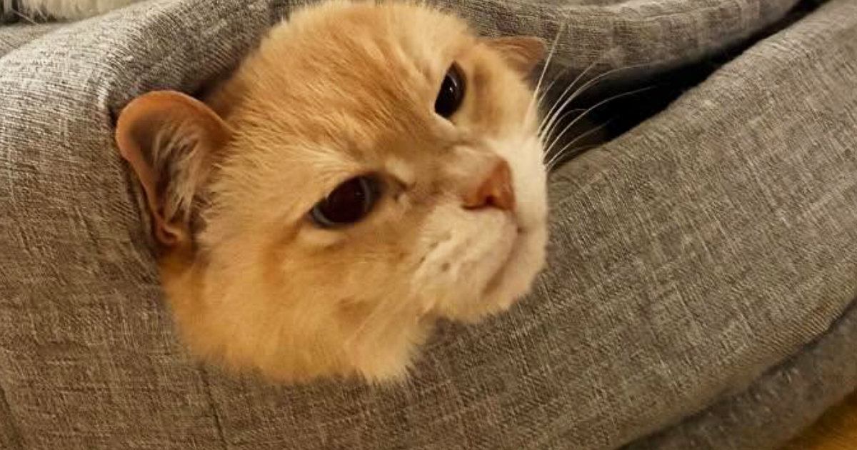 ベッドから顔を出していたお兄ちゃん猫→とっても不満そうで…『まさかの状況』に爆笑の声続出「何かの罰ゲームかなｗ」「理不尽な猫世界ｗ」