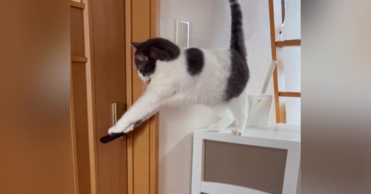 お姉ちゃんの部屋に入りたい猫→ドアレバーに前足をかけると…思わず応援したくなる光景が59万再生「頑張るのニャ」「頭が良いね」と話題
