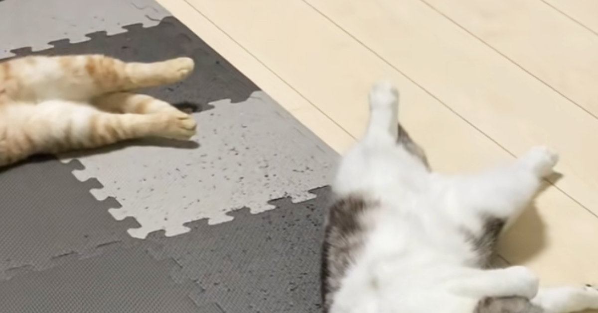 ヒーターをつけたら、『2匹の猫』が……幸せいっぱいな光景に癒される人続出「可愛いお腹ｗ」「間に入りたいｗ」「怠惰の極み」