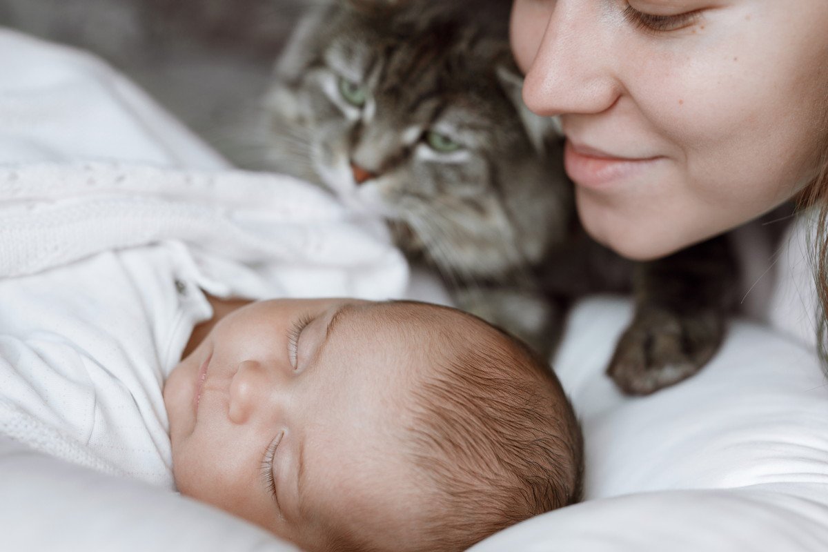 「すぐれた猫に贈られる賞」シニア部門を競い合うのは、いずれも「ツワモノ」ばかり…英国で一般投票