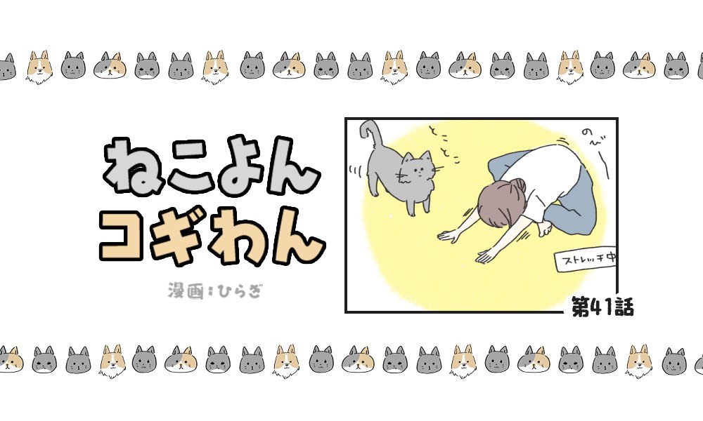 ねこよんコギわん【第41話】「何をしててもお構い無し」