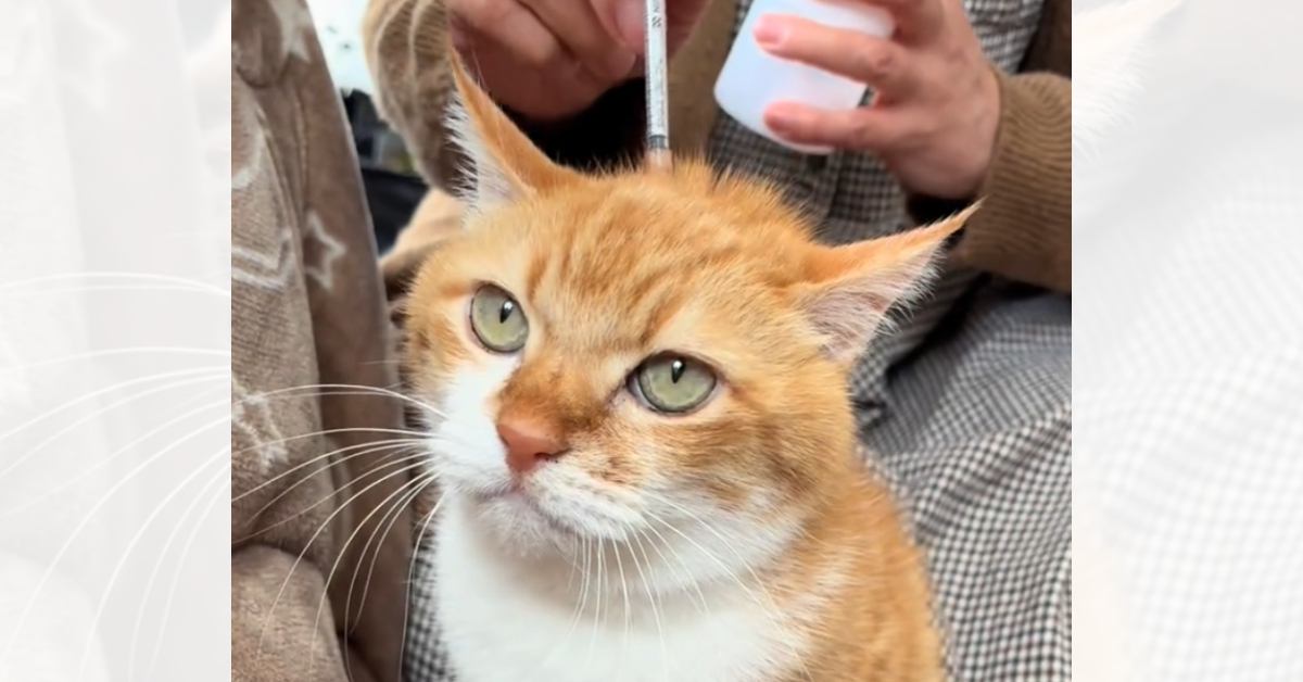 注射が終わったことに気が付かなかった猫…『ずっと待っている様子』が可愛すぎると129万再生「覚悟を決めた顔してる」「表情が良すぎる」