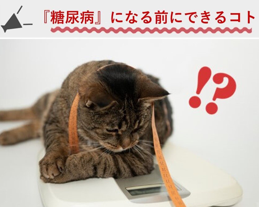 【獣医師解説】ねこちゃんが糖尿病になる前にできること