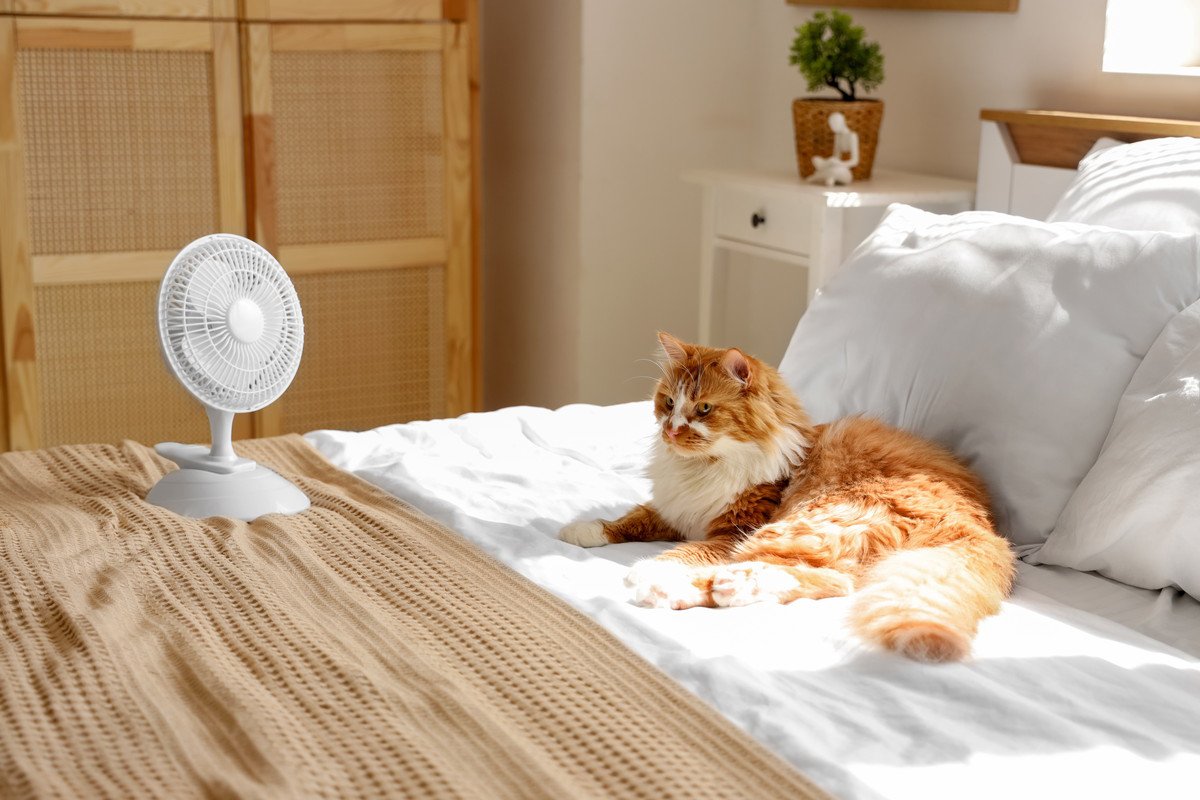 猫が体調を崩しかねない『危険な暑さ対策』4選　猫が安全に過ごせる夏の環境作りのポイントも