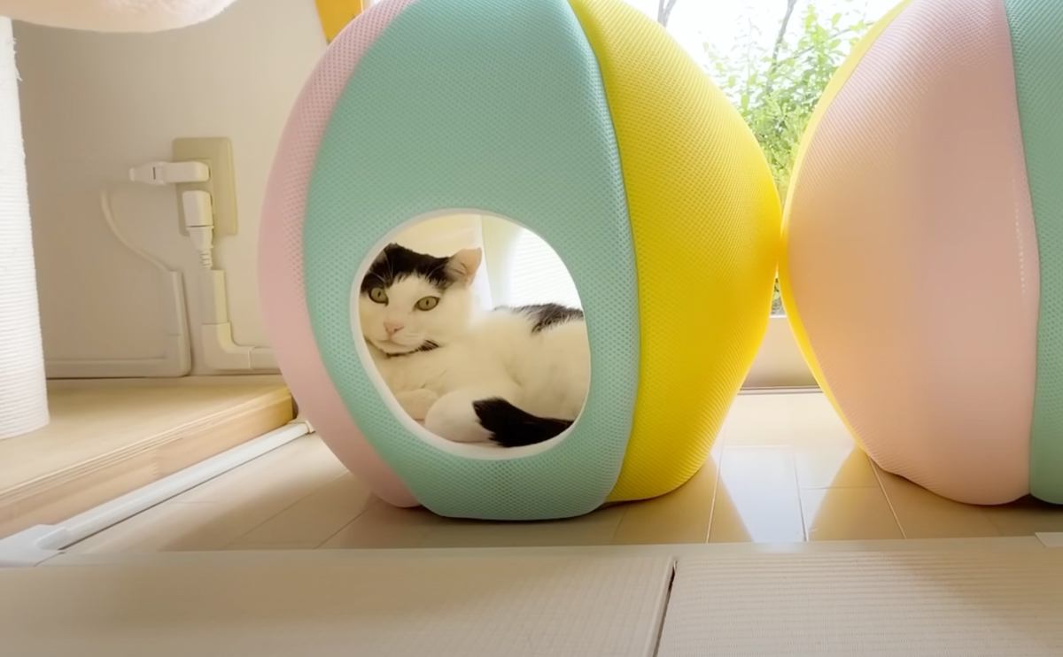猫のベッドを夏用に変えてみたら…あまりにもクセが強すぎる『とんでもない使い方』に爆笑の声続出「なぜｗｗ」「期待を裏切らないｗ」