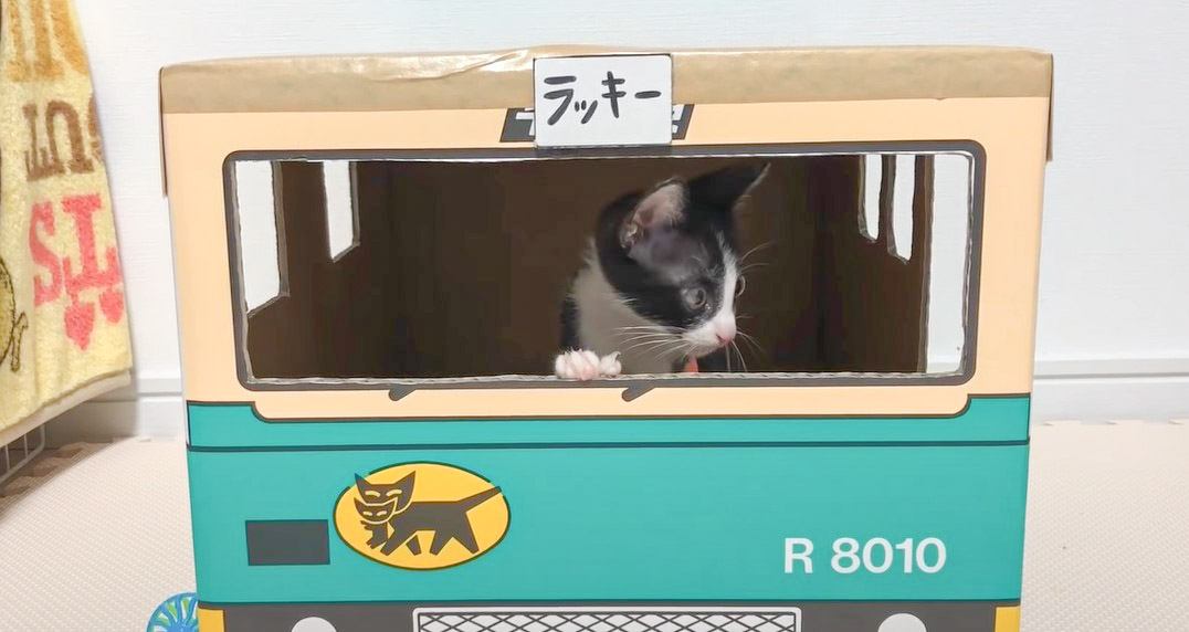 子猫に「新しいお家」作ってみると……幸せな光景にほっこりする人続出 『素晴らしい』『嬉しそうなのが伝わる』の声