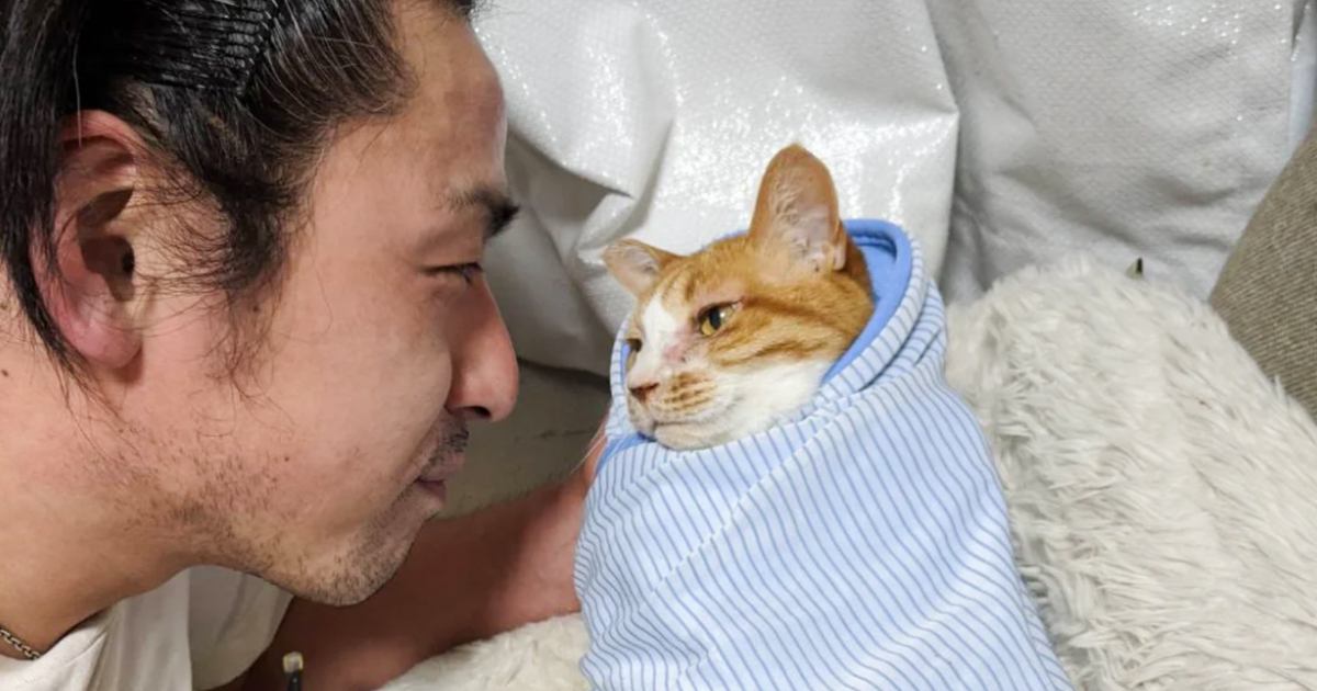 バンド仲間からの質問→『猫の可愛さってピークを過ぎたら低下する？』→飼い主の"涙が出る返答"が40万表示「うるっときた」「泣ける」