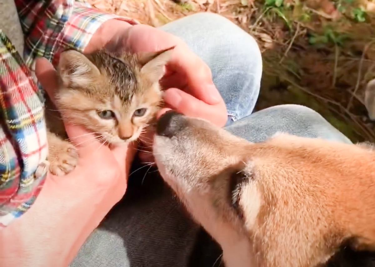 柴犬と散歩中に『出会った子猫』保護したら…50日間の変化が感動的すぎると35万8000再生「森の神様に感謝」「愛情が激しいｗ」