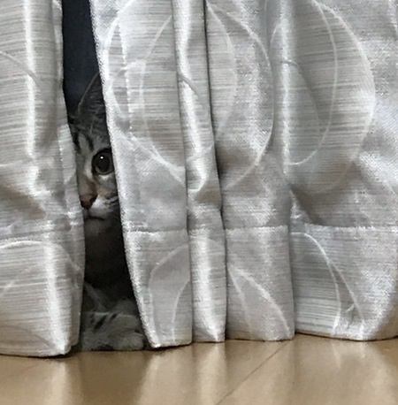 猫が物陰から覗いているときの心理３つ