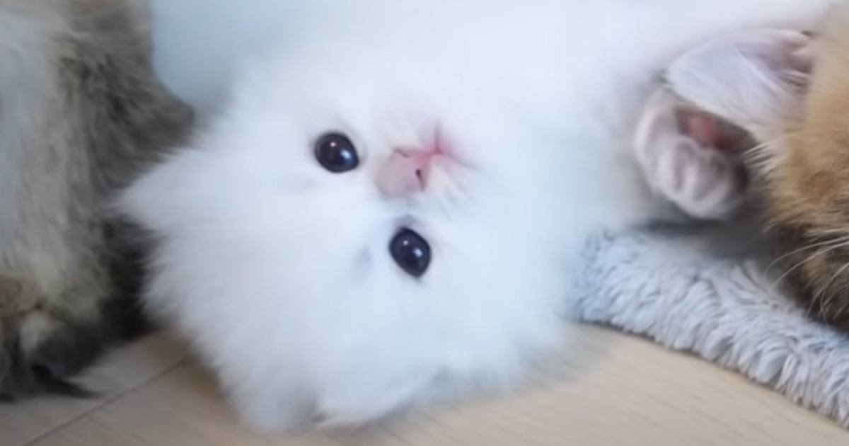 お産箱から出た『ヨチヨチ歩きの赤ちゃん白猫』→部屋を探索していたら…予想外の展開に悶絶する人が続出「可愛すぎる」「思わず笑顔になった」