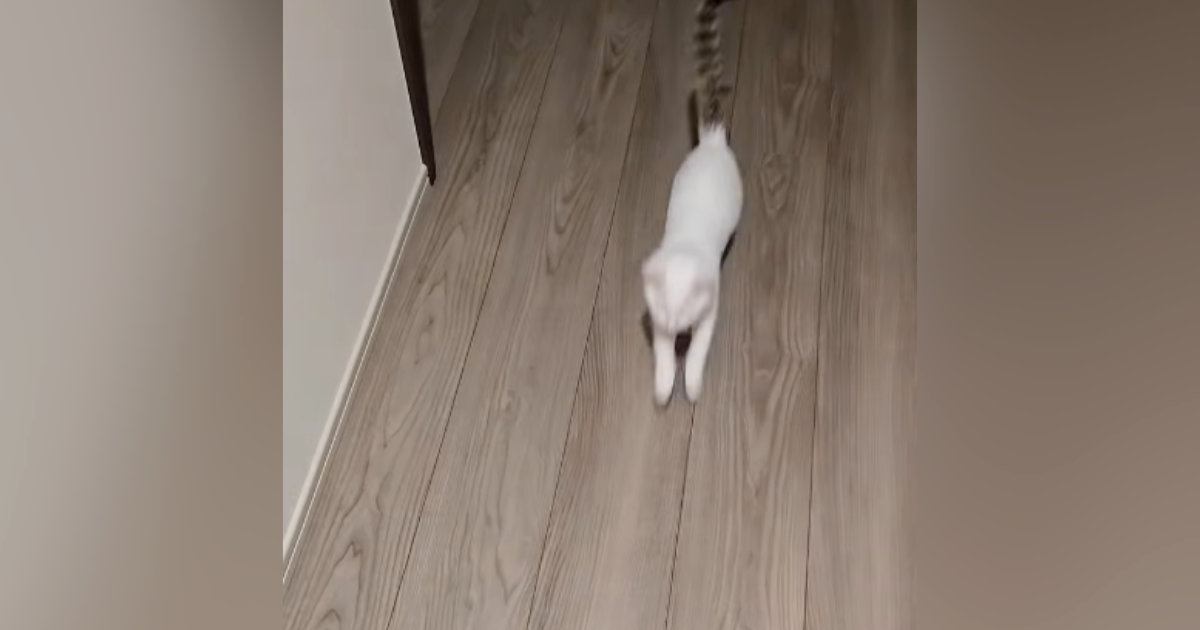 飼い主さんの帰りを楽しみにしていた猫→帰宅した瞬間…爆速の『お出迎えの光景』が尊すぎると5万再生「一瞬で幸せになれる」「羨ましい」