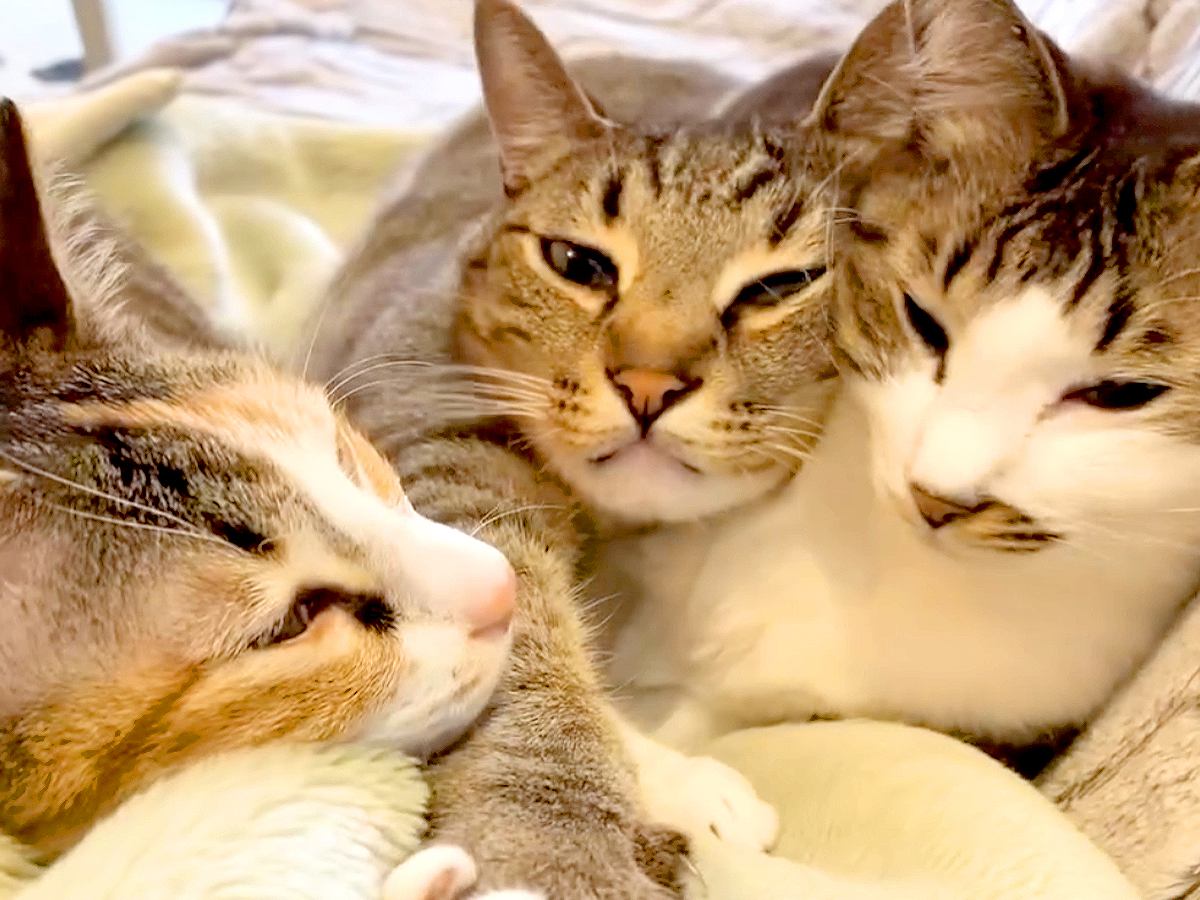 ソファで寄り添う３匹の猫→１匹が前足を伸ばすと…何度でも見たくなる『尊い光景』が11万表示「ほんとだ惜しいｗ」「諦めた顔が愛おしい」