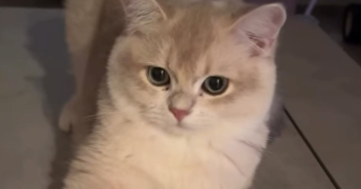『ただいま』と言ったら、しっかりお返事してくれた猫→次の瞬間…あまりにも尊い『お出迎えの光景』に「可愛くて癒される」と反響