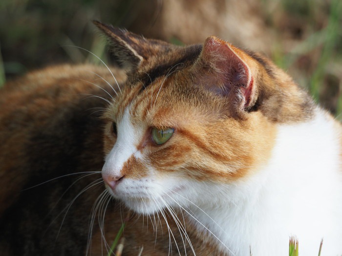 猫が中耳炎になった時の症状と治療の方法