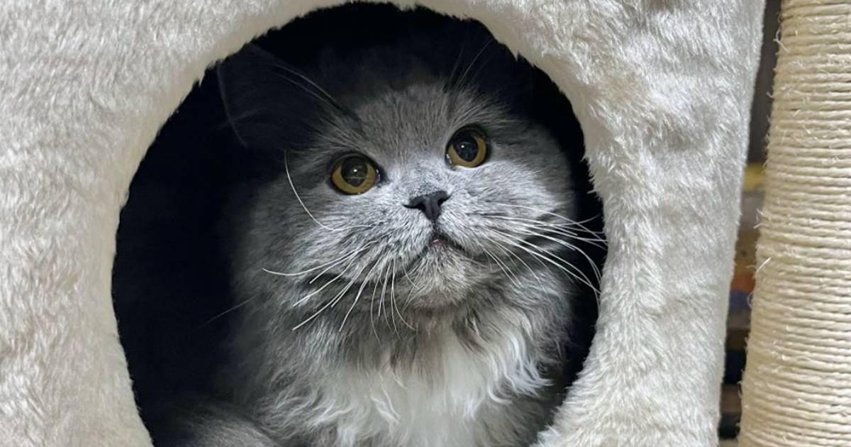 『怖くて泣いた』ハウスの中にいる猫をAIで擬人化したら…想定と違いすぎる衝撃の姿が625万表示「トラウマレベルｗ」「都市伝説系ｗ」