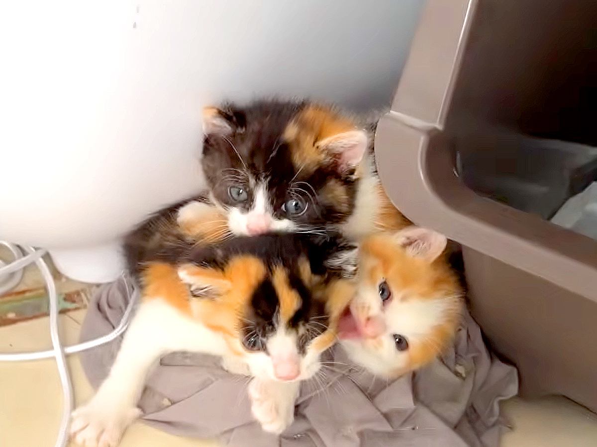 保護された４匹の子猫→翌朝、様子を見に行くと…まるでピラミッド？あまりにも『可愛すぎる瞬間』に「みちみち」「幸せの思い出だね」と反響