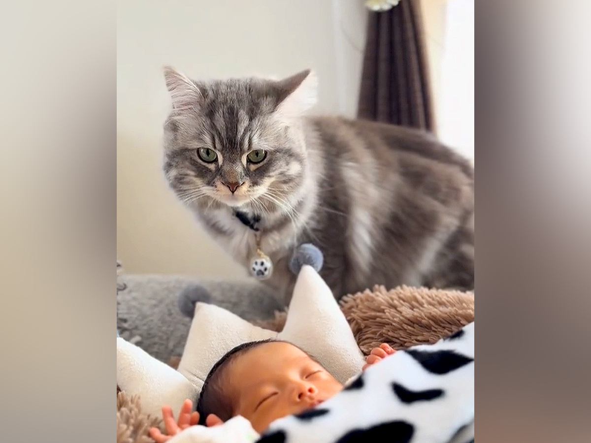 『生まれたばかりの赤ちゃん』と猫がご対面→クンクンしていると思ったら、次の瞬間…涙が出るほど愛おしい『まさかの行動』に思わずほっこり