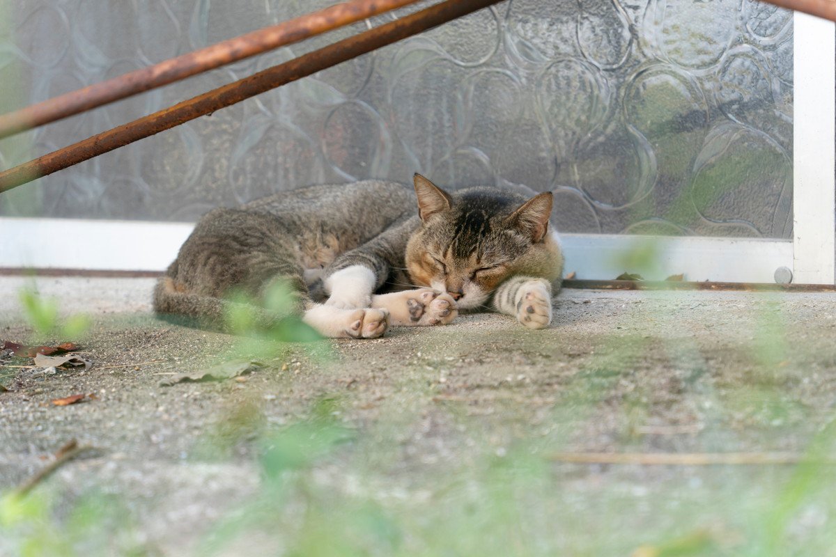 竜巻に襲われた高齢猫を救え！女性がライブカメラで発見し、無事保護　米国