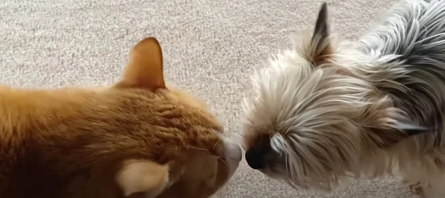 犬さんから鼻チューで突撃される猫ちゃん！