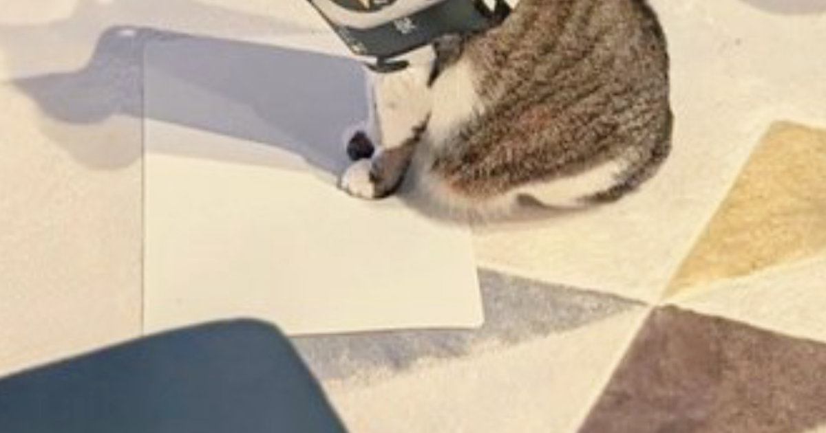 お出迎えしてくれた猫が『首につけていたもの』とは……まさかの『装備』に３万いいねの反響「マフラーかな」「楽しかったんだねｗ」