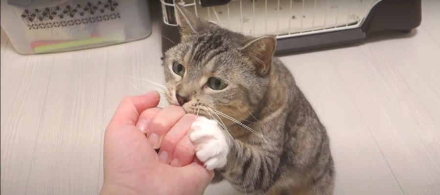 飼い主さんの拳の中が気になる猫ちゃん！